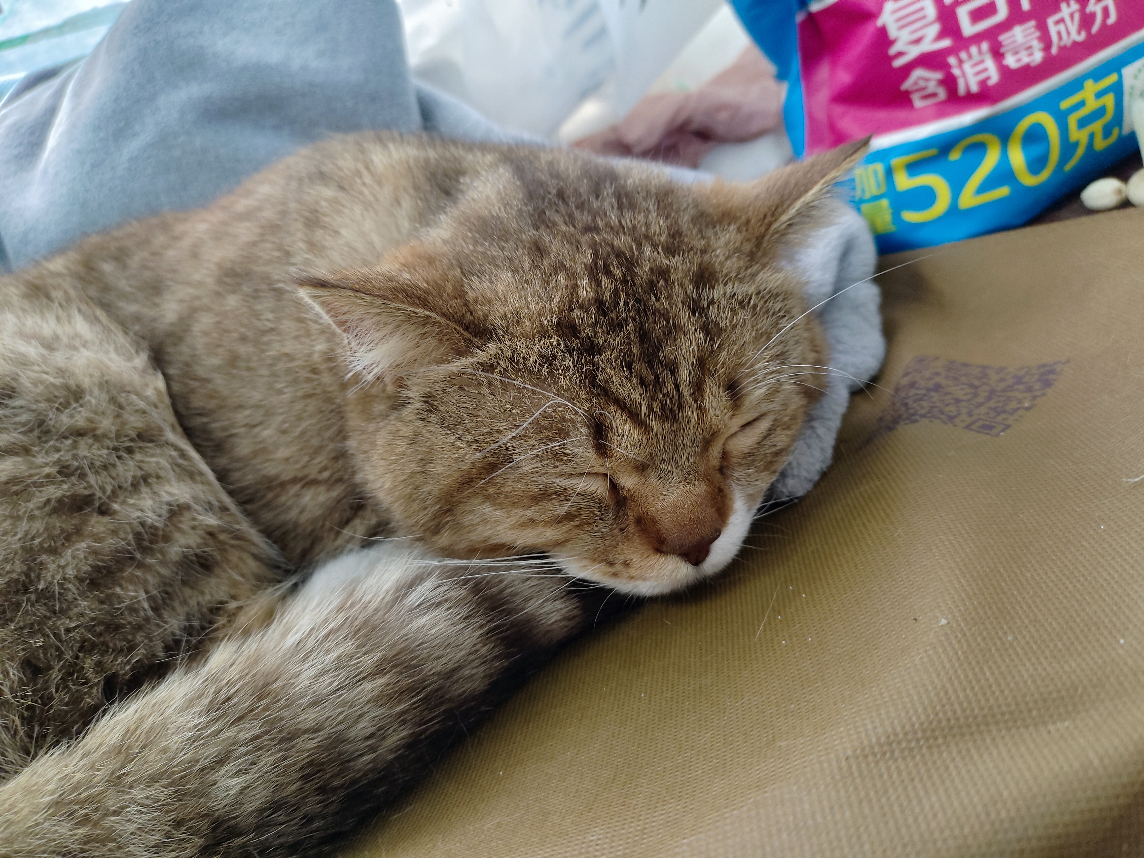 睡着的猫猫...