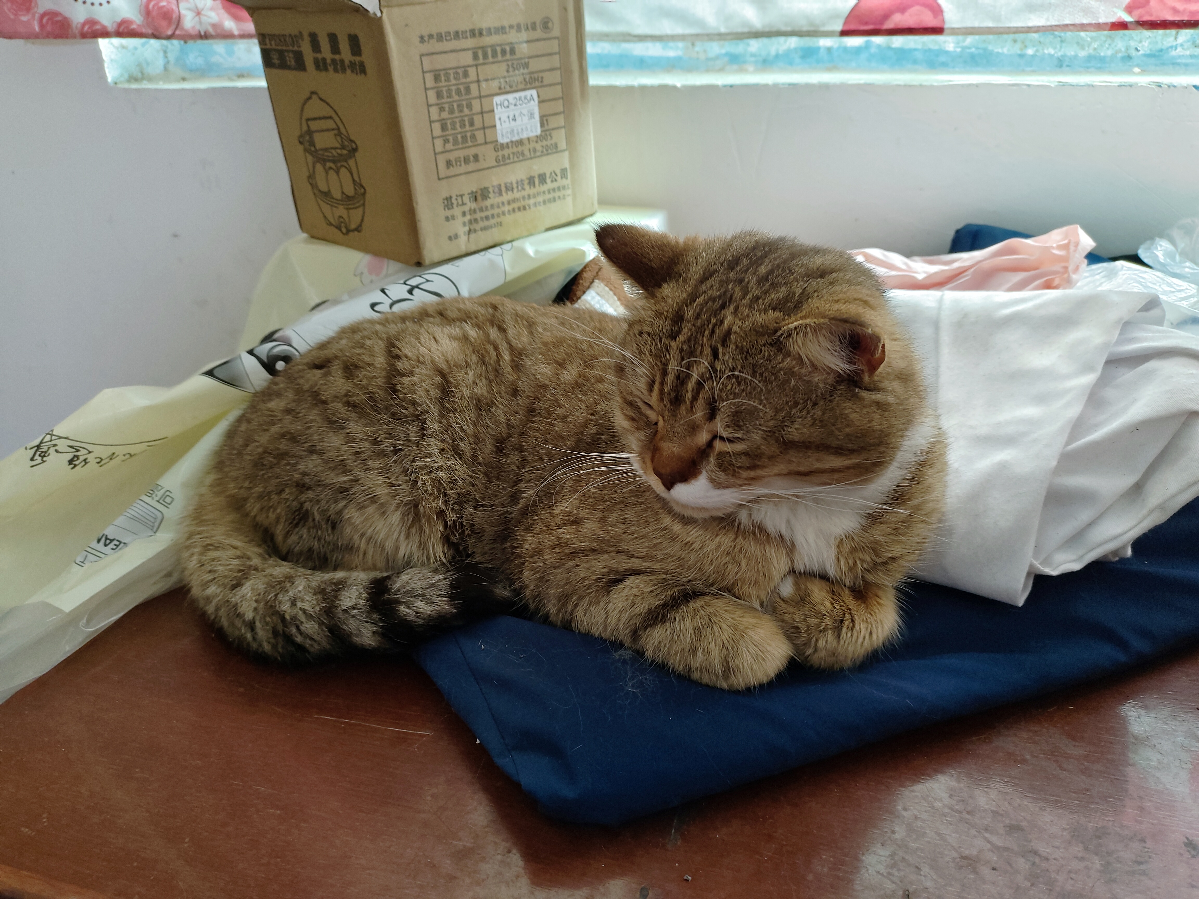 如睡的猫猫