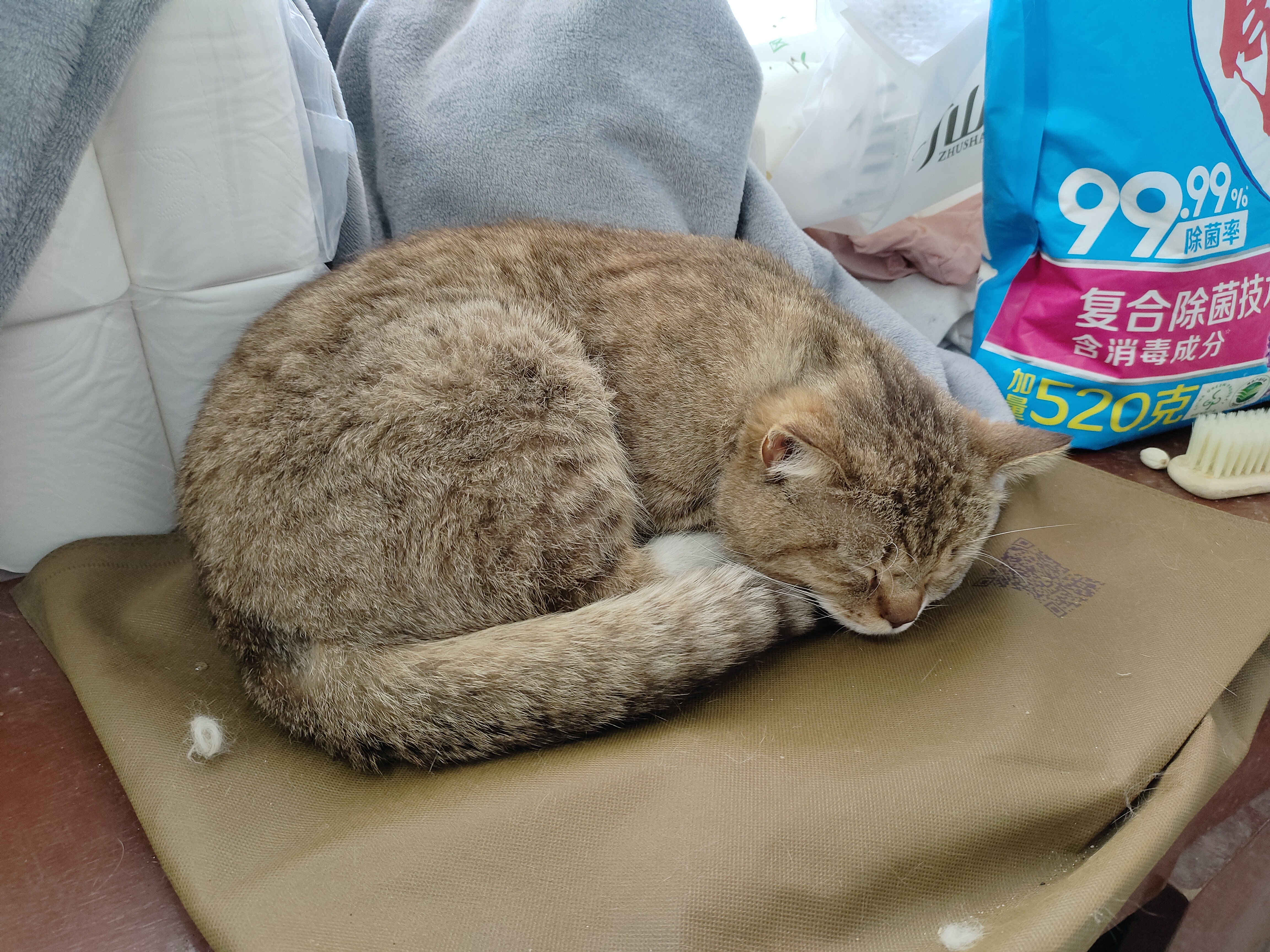 睡着的猫猫..
