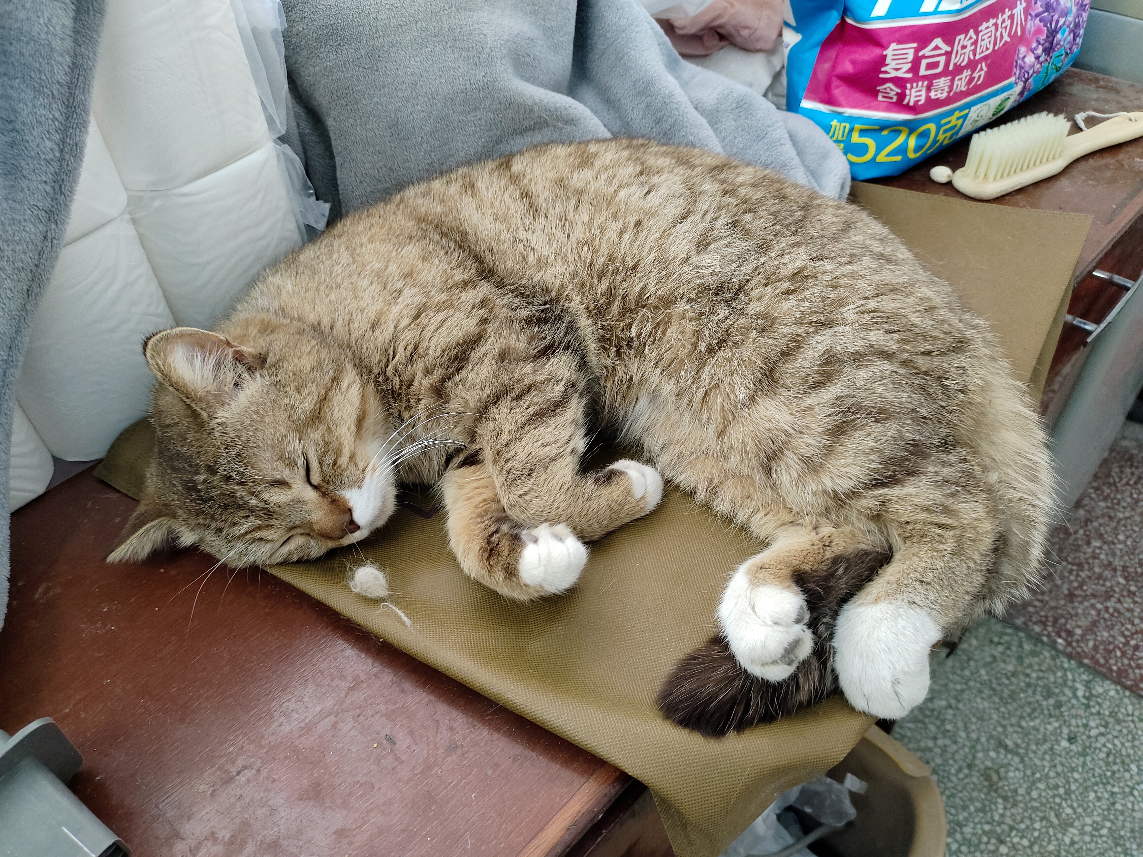 睡着的猫猫.