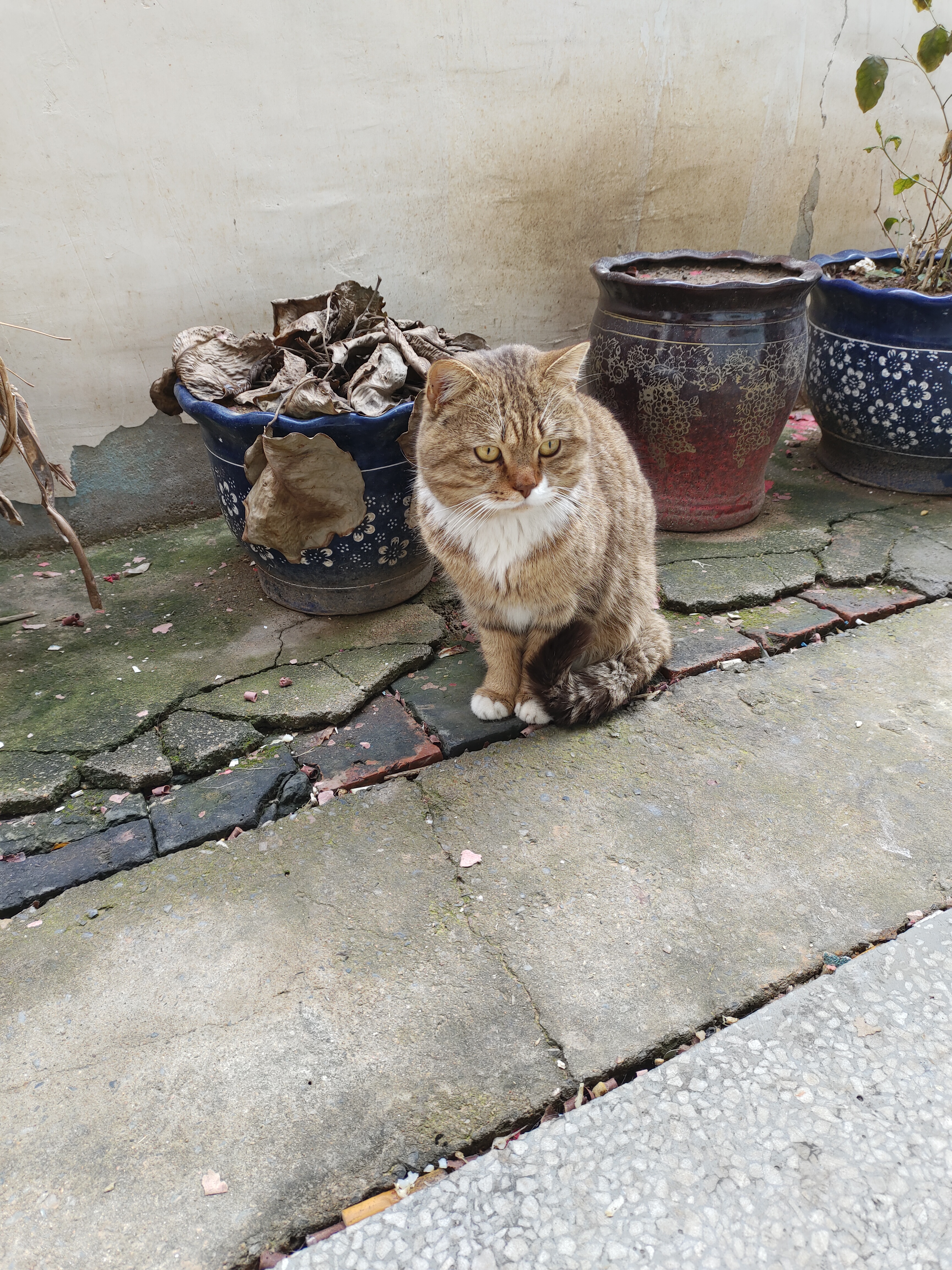 姿势非常端正的猫猫.