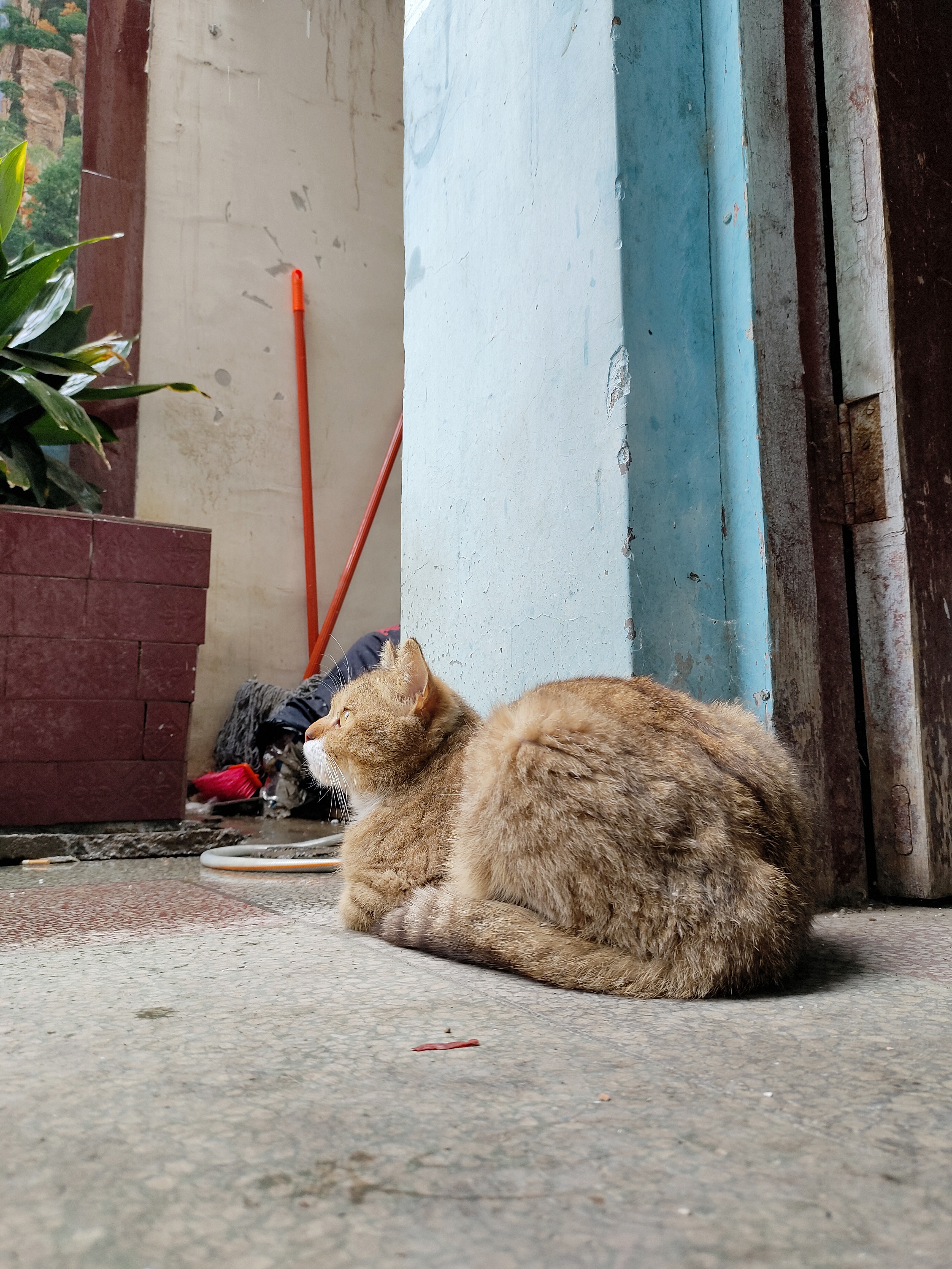 赏雨的猫猫