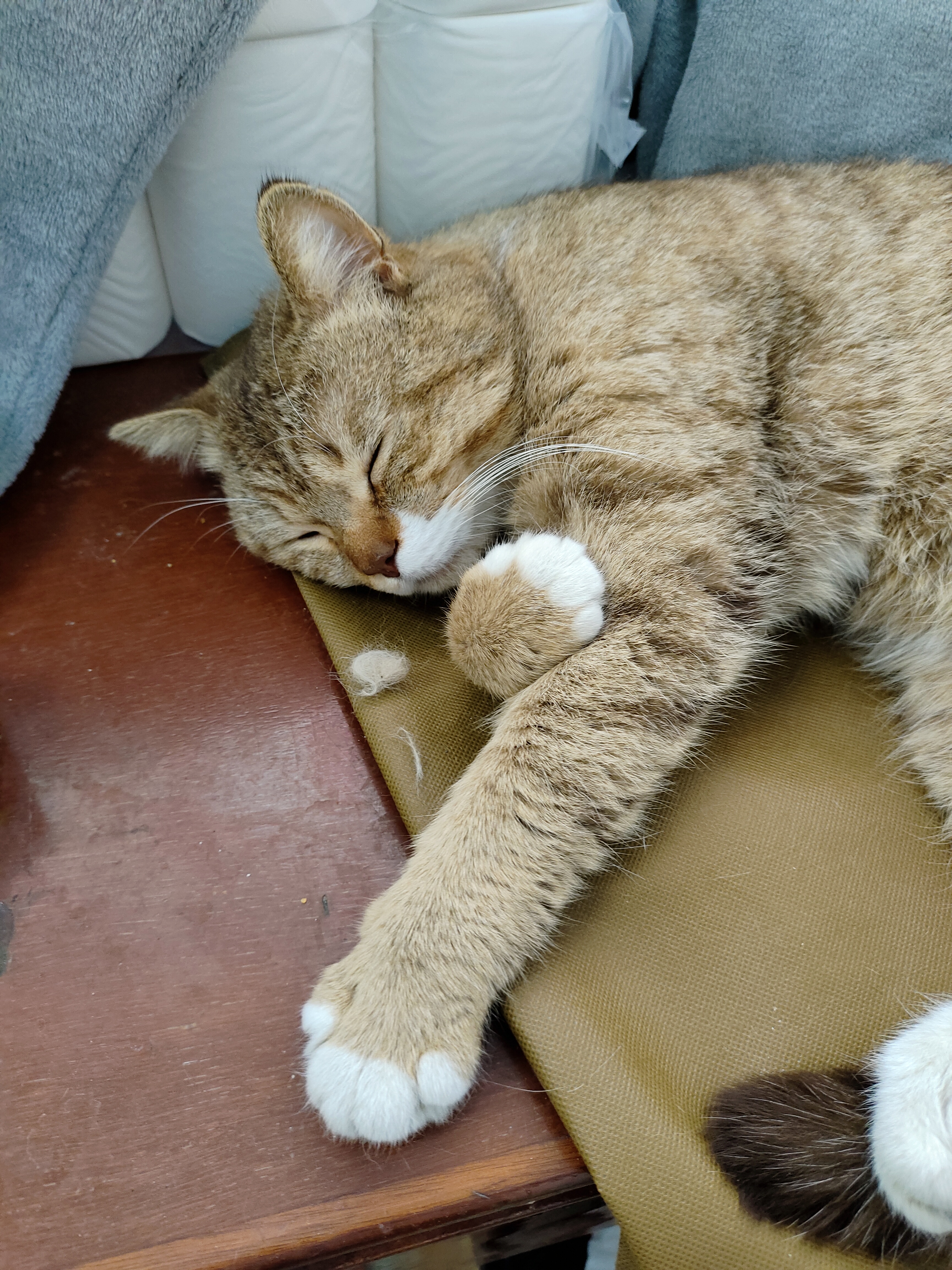 睡的乱七八糟的猫猫...