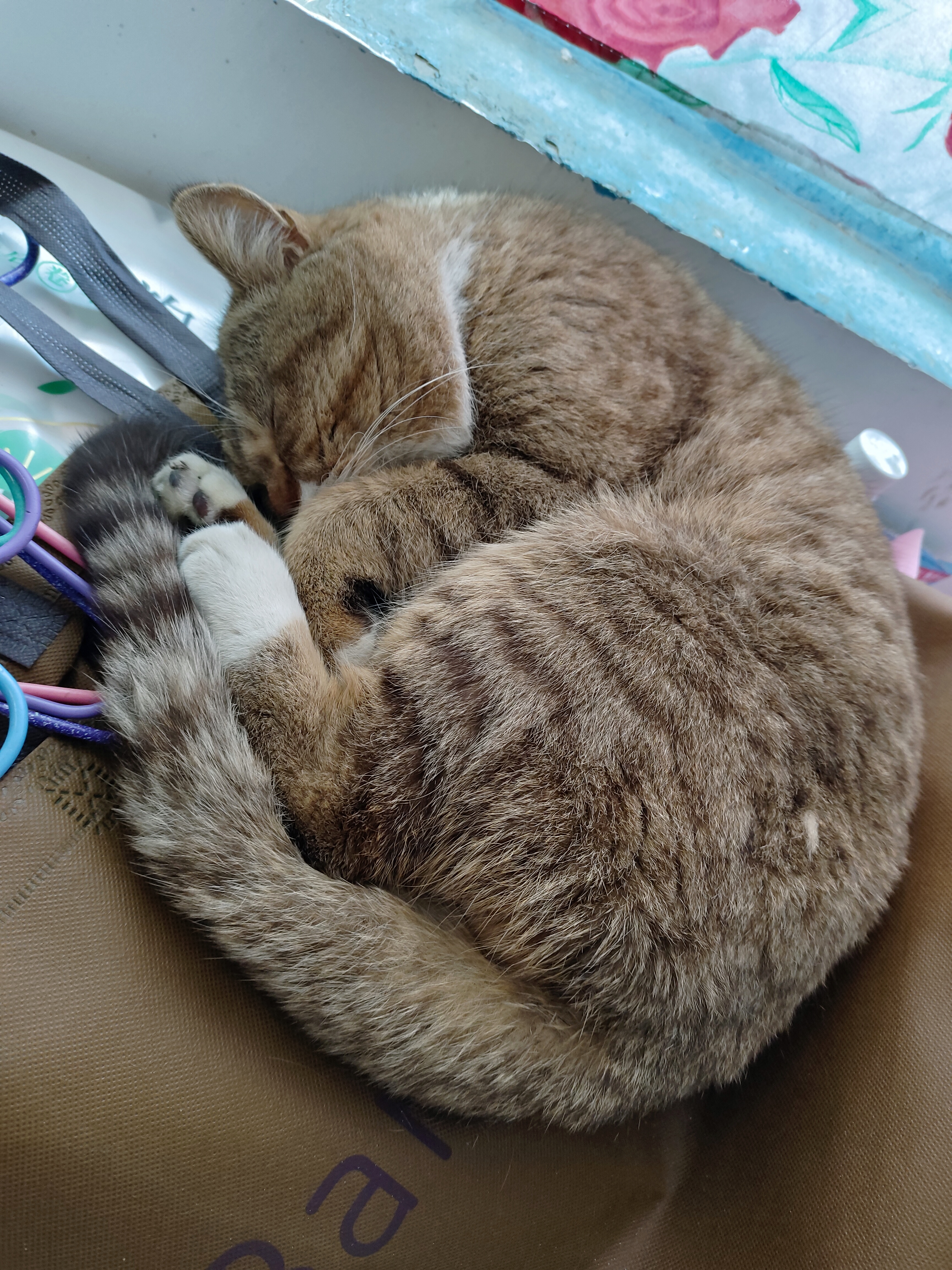 睡成一团的猫猫...