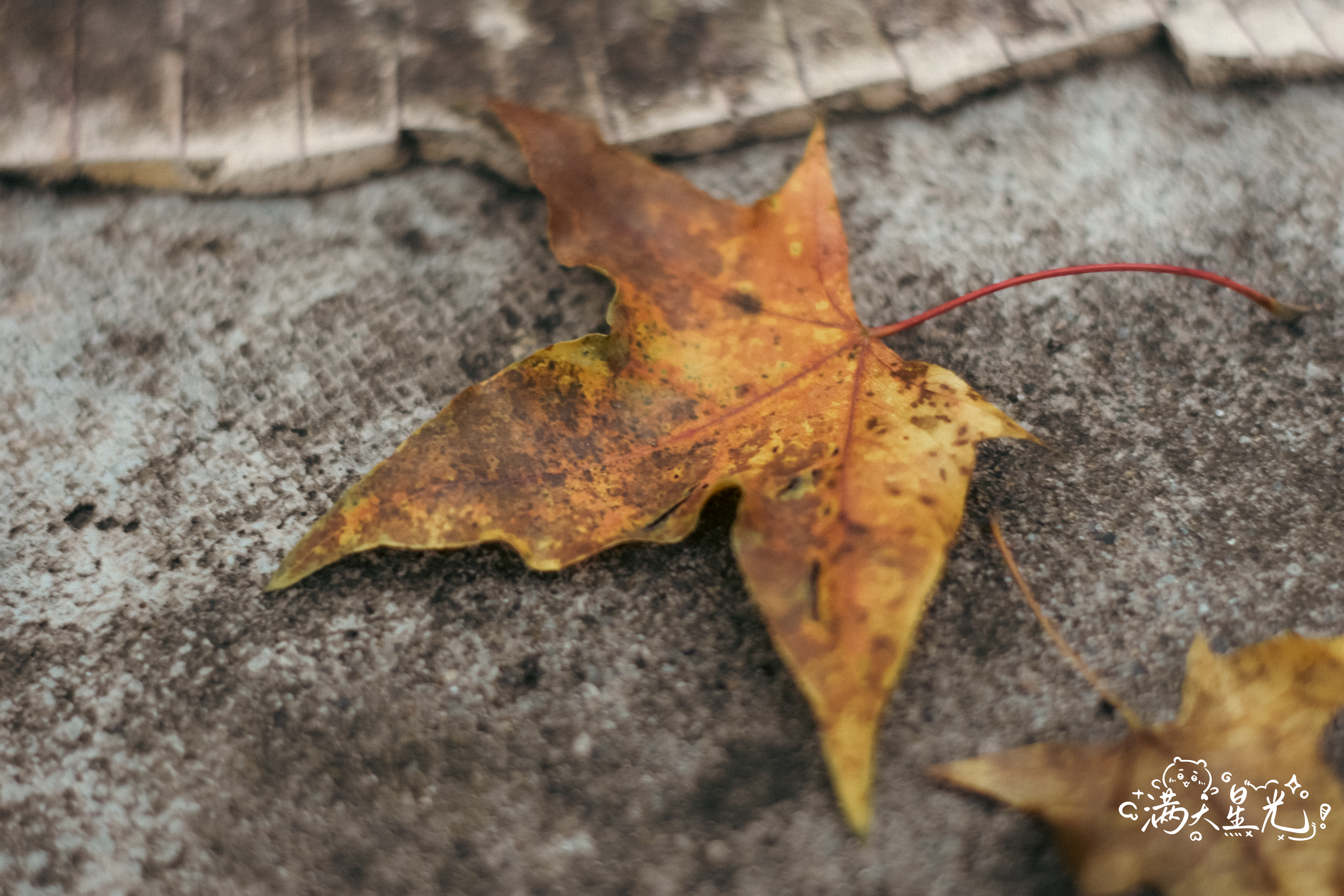 秋天已至 NIKON D7200