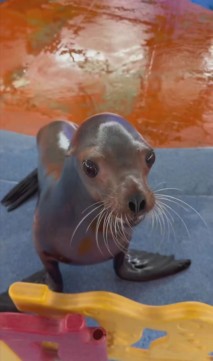 从网上偷来的一张 meme 图