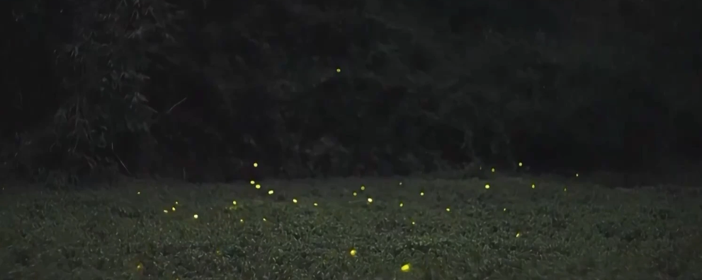 森林萤火虫风光